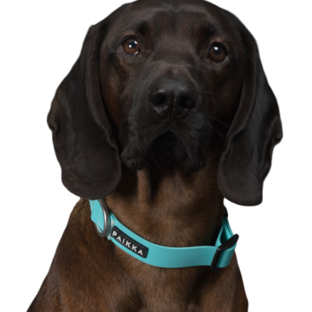 Zila kaklasiksna spīd tumsā 90-120min,pašspīdošs materiāls suņiem,kaķiem PAIKKA Glow Collar Aqua