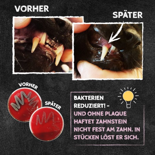 2in1 zobu pārslas un veselīgas zarnas – papildbarība kaķiem Dental Charcoal 70g - Image 2